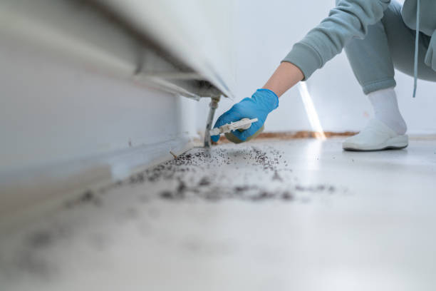 Insect Control in Felida, WA